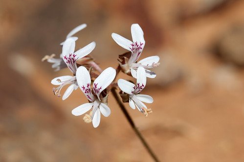 Pelargonium bubonifolium, flowers