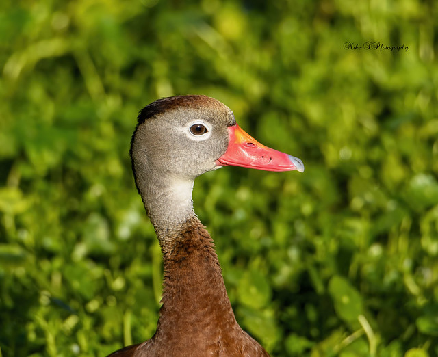 Whistling duck ,portrait