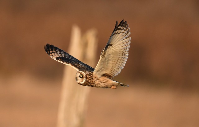 Short-eared Owl Flight