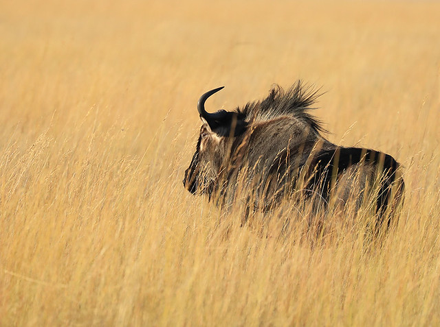 Wildebeest – Liuwa Plain – Zambia