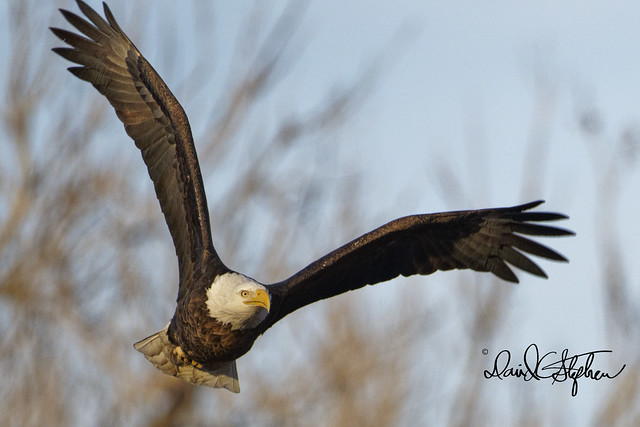 Bald Eagle Flies Toward Camera