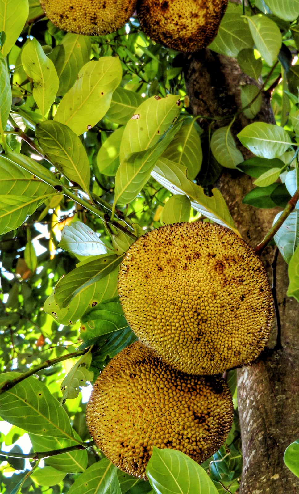Some High-Up Jackfruit