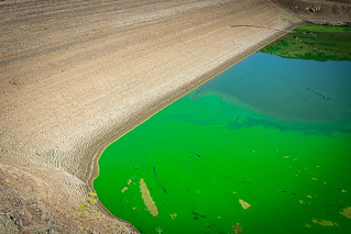 Thumbnail image for album (Phosphorescent algae water at Soulajule  Reservoir)
