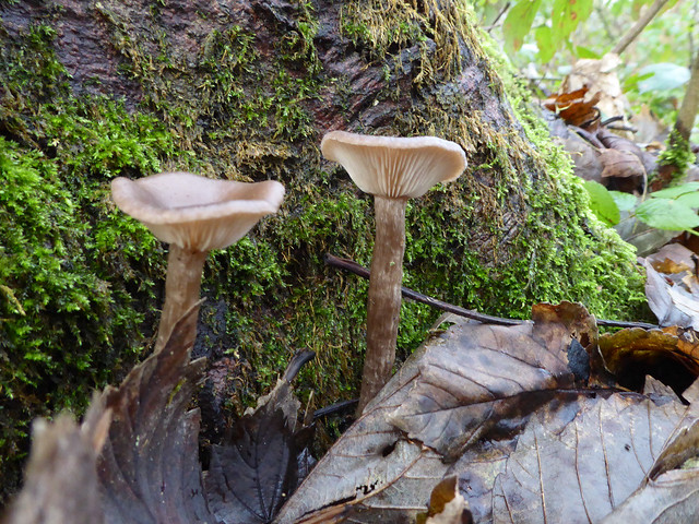 Goblet mushrooms