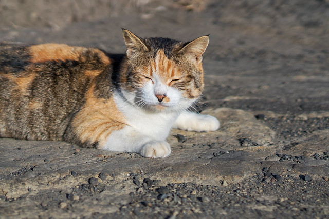 Stray Cat in Jogashima : 城ヶ島の野良猫