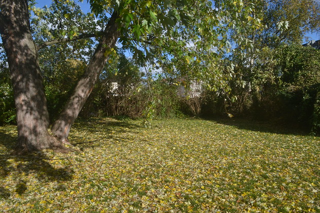 Blätter in einem Park in Köln-Neuehrenfeld (141FJAKA_7667)