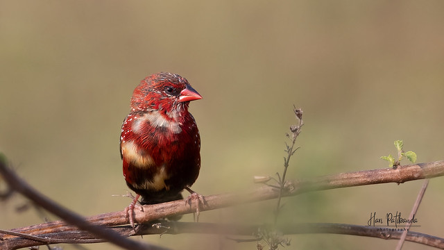 A Strawberry Finch foraging in the morning