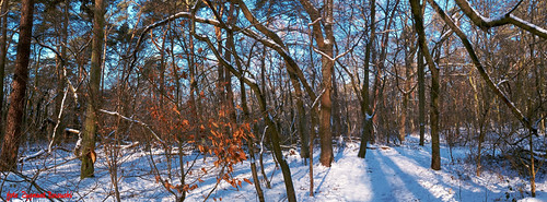 Winter in the forest by Zygmunt Borowski, zima śnieg landscape panorama forest las poland