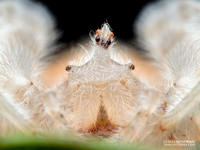 White bolas spider (Ordgarius sp.) - PC221968
