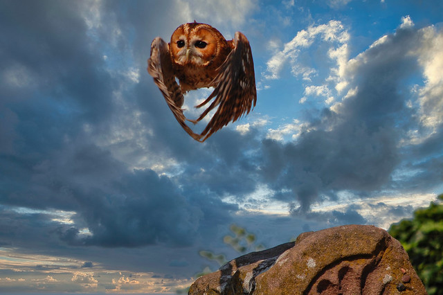 Tawny Owl In Flight