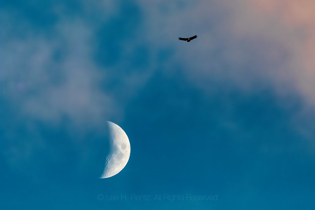 California Condor and Moon above Pinnacles National Park