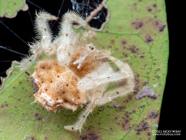 White bolas spider (Ordgarius sp.) - PC211794