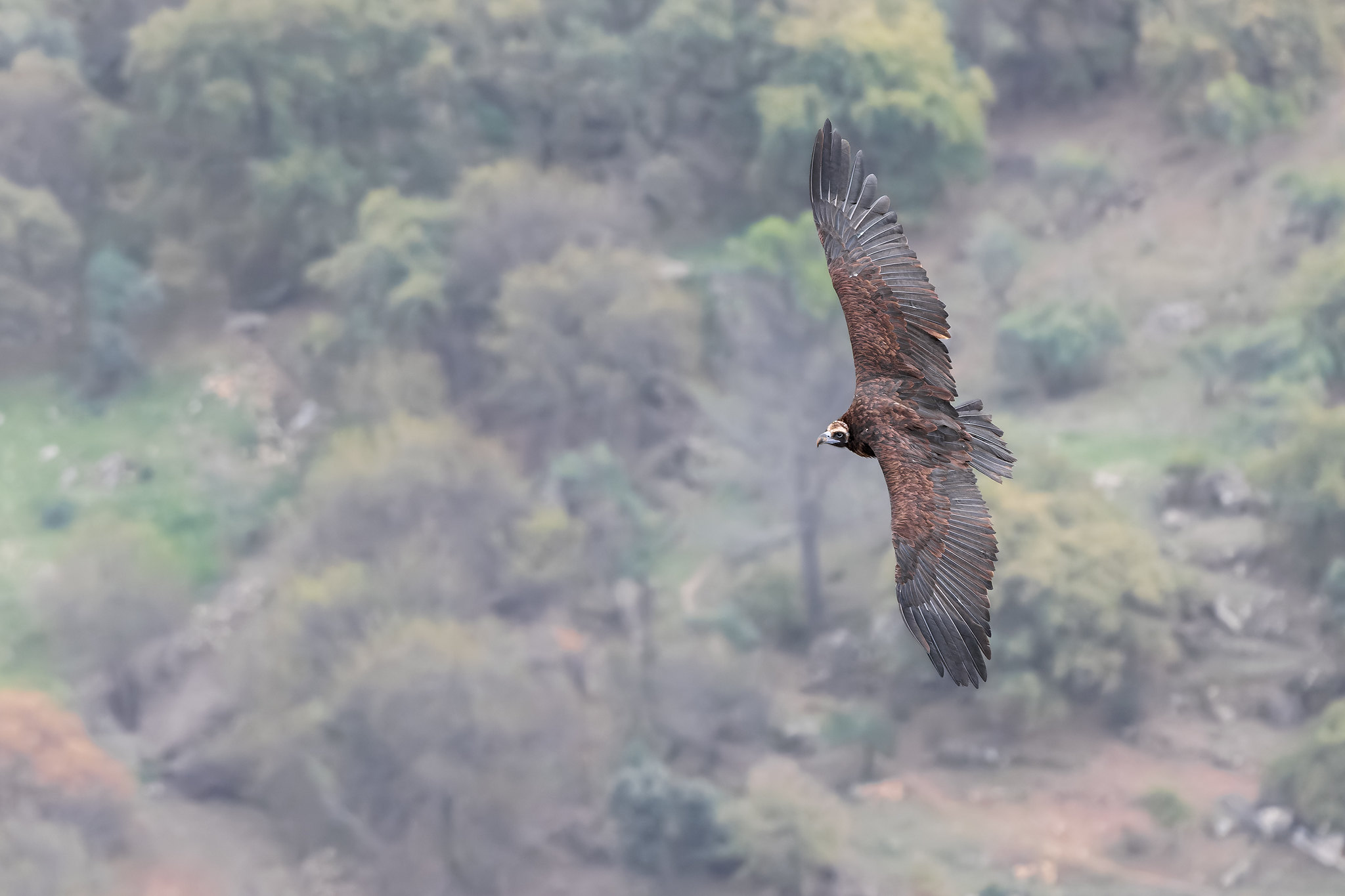 Aegypius monachus | Cinereous Vulture | grågam