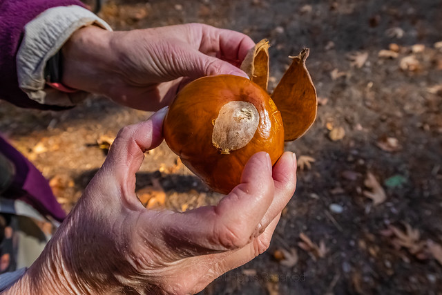 California Buckeye Nuts along in Pinnacles National Park