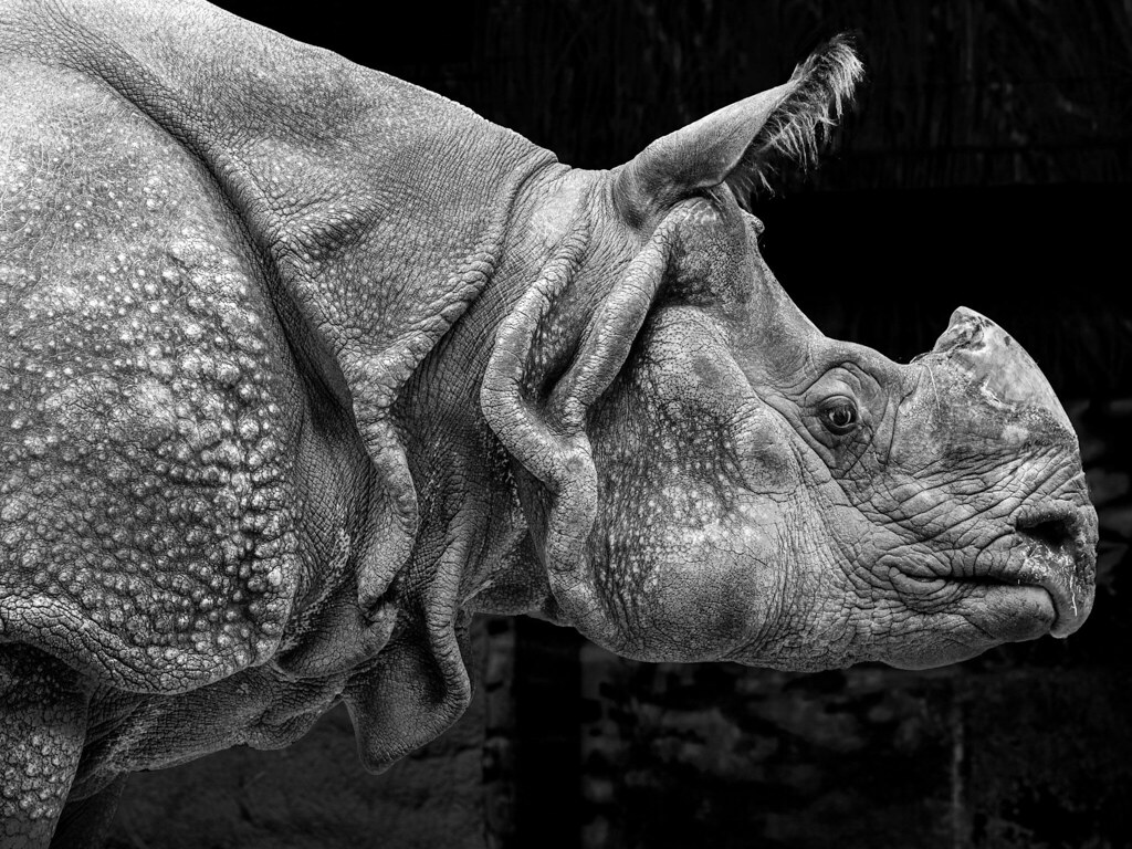 Rhino Profile Mono