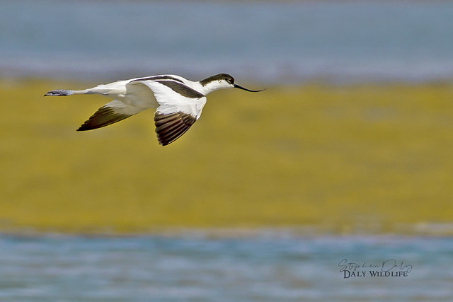 Pied Avocet (Recurvirostra avosetta)_w_5599