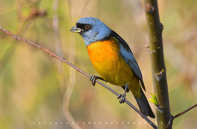 - NARANJERO .(Pipraeidea bonariensis) Blue-and-Yellow Tanager..toma  en RESERVA ECOLOGICA COSTANERA SUR..RECS! BUENOS AIRES -ARGENTINA.