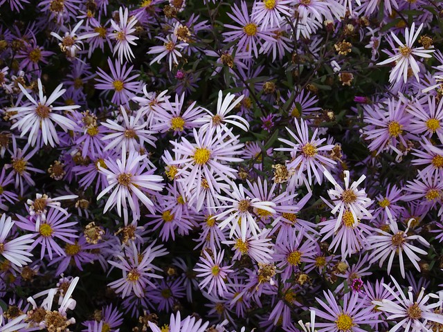 Autumn asters