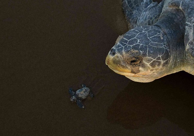 Award Winning Young And Old Olive Turtles Photography