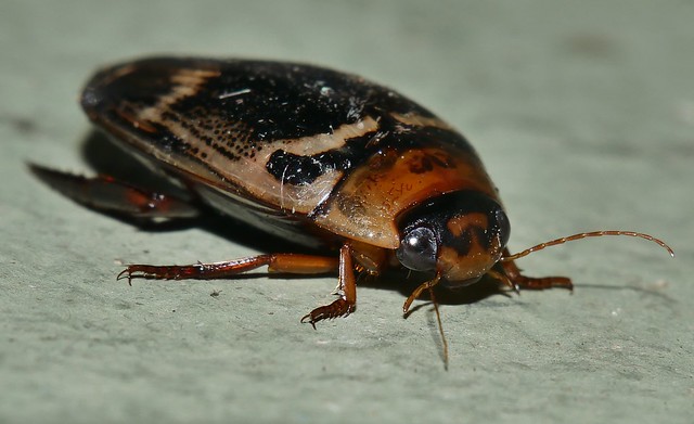 Water diving beetle Hydaticus sp Dytiscidae Dytiscinae Hydatacini Mandalay rainforest Airlie Beach P1380322