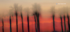 Sunset Palms ICM 4786IN