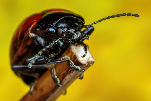 Red Beetle