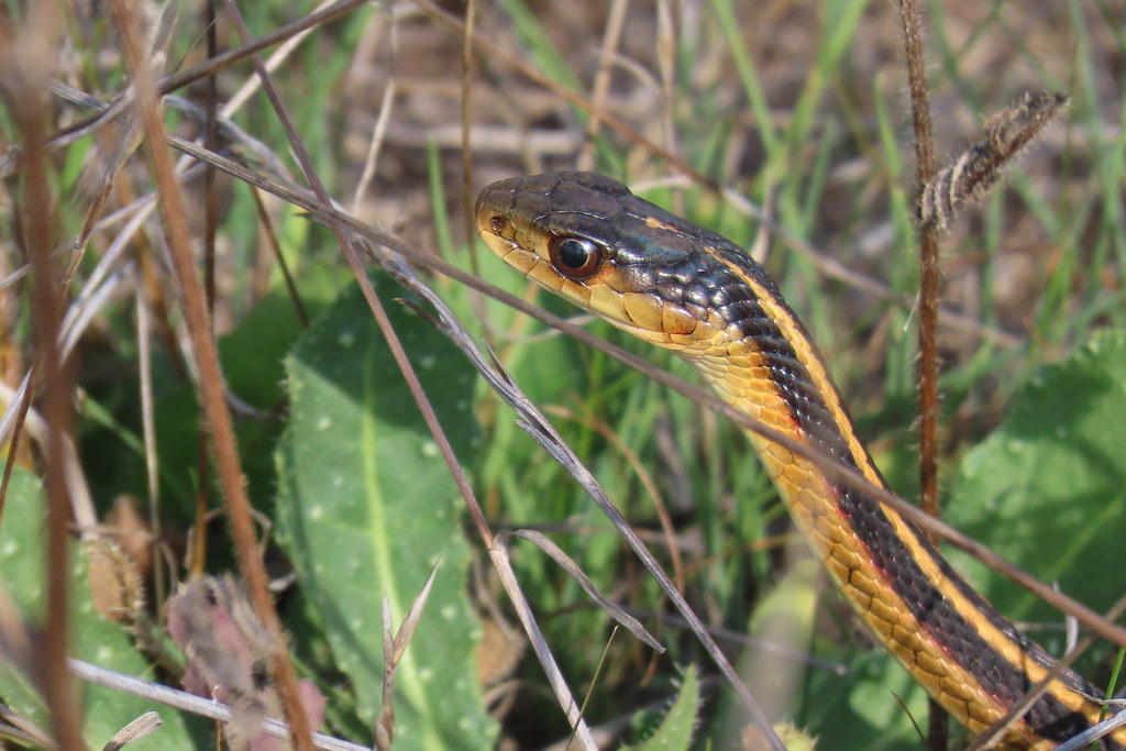Common Garter Snake, Estero Bluffs State Park