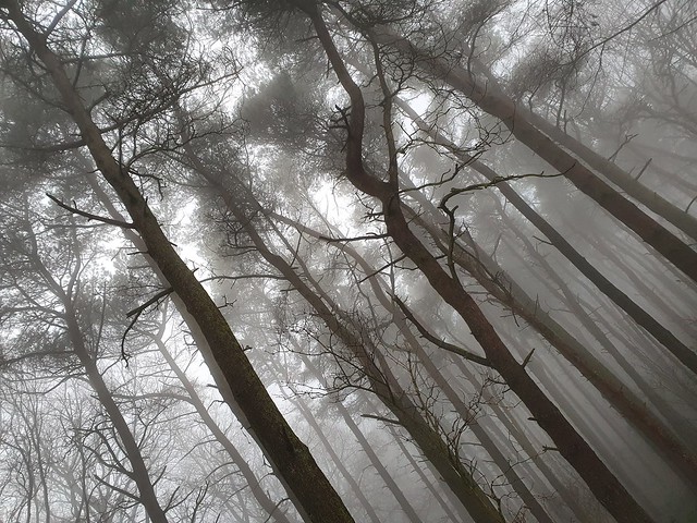 Fog in the woods