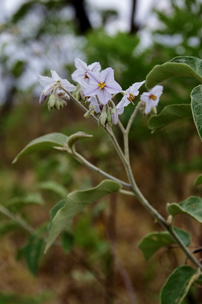 Solanum paniculatum