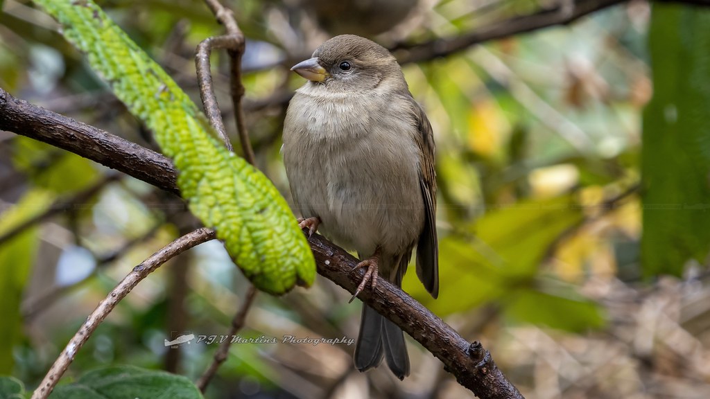 House Sparrow / Passer Domesticus