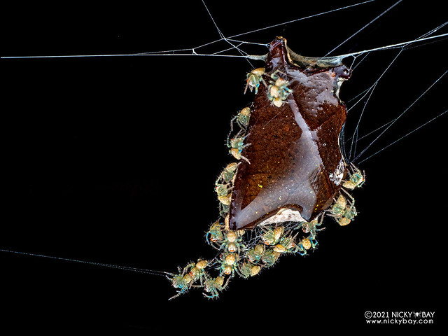 Lynx spiders (Hamataliwa sp.) - PC120511