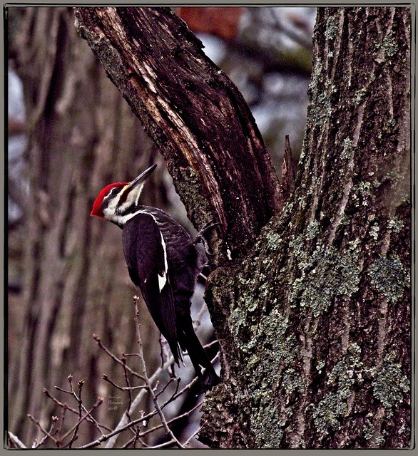 Pileated (male) 3 12_28_21