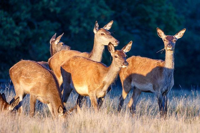 Red Deers hinds in late rays of sun on an autmn day