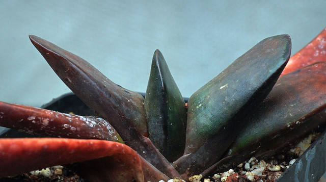 Gasteria brachyphylla var brachyphylla, collection from Willowmore, South Africa