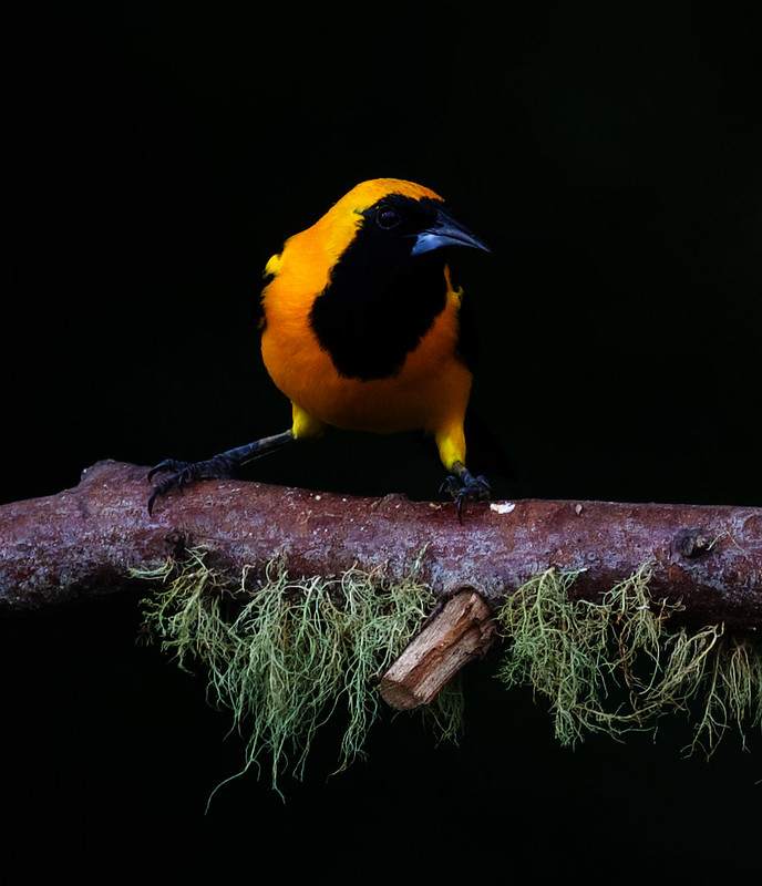 Yellow-backed Oriole_Icterus chrysater_Ascanio_W Andes Colombia_DZ3A8541