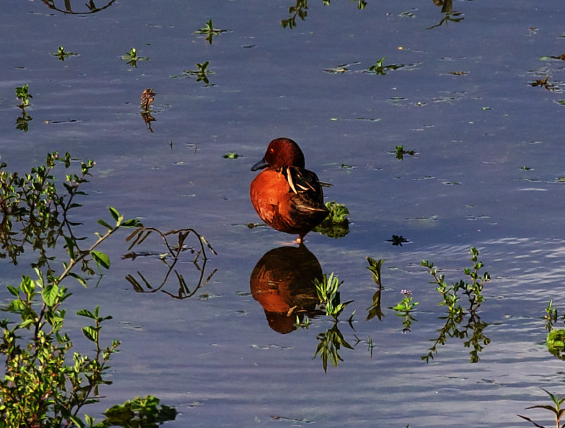 Cinnamon Teal_Spatula cyanoptera_Ascanio_Andes W Colombia_DZ3A8243
