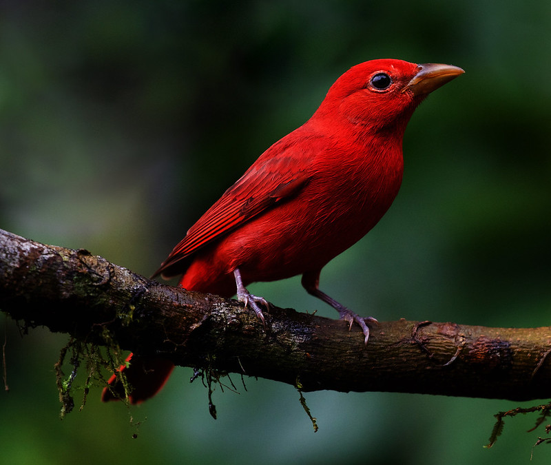 Summer Tanager_Piranga rubra_Ascanio_Andes W Colombia_DZ3A9415