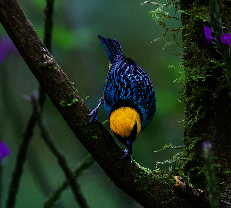 Saffron-crowned Tanager_Tangara icterocephalus_Ascanio_W Andes Colombia_DZ3A8944