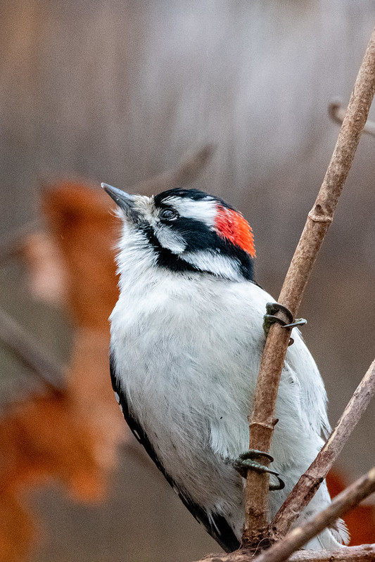 downy-woodpecker-0515