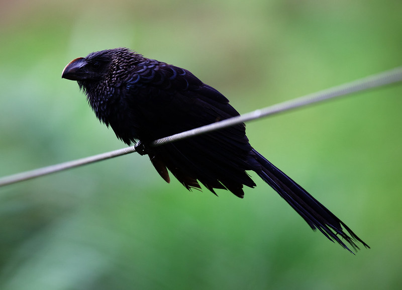 Smooth-billed Ani_Crotophaga aniCrested Ant-Tanager_Habia cristata_Ascanio_W Andes Colombia_DZ3A9730