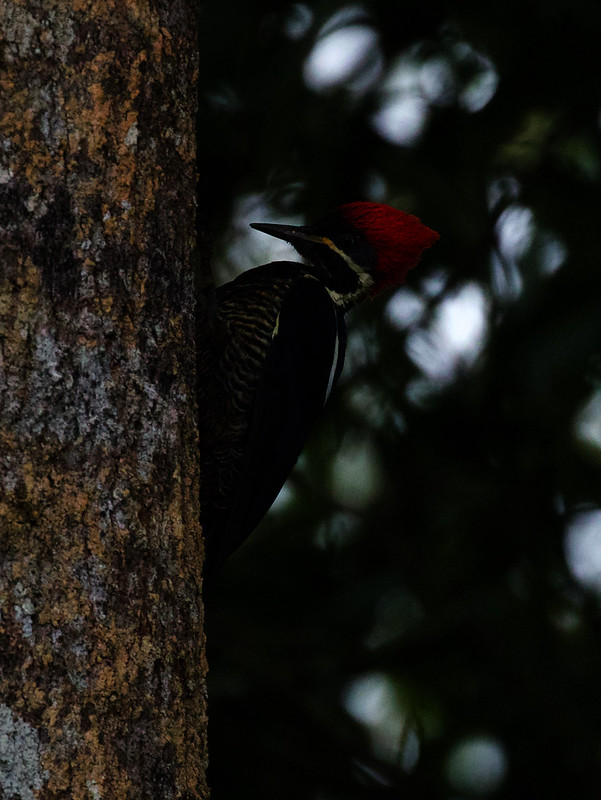 Lineated Woodpecker_Dryocopus lineatus_Ascanio_W Andes Colombia_DZ3A9625