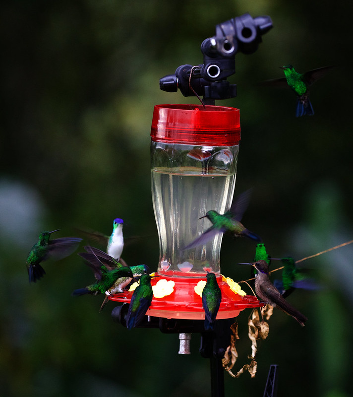 Hummingbird feeder_Ascanio_W Andes Colombia_ eBirdDZ3A9677