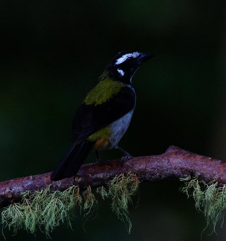 Black-winged Saltator Saltator atripennis_Ascanio_W Andes Colombia_DZ3A0221