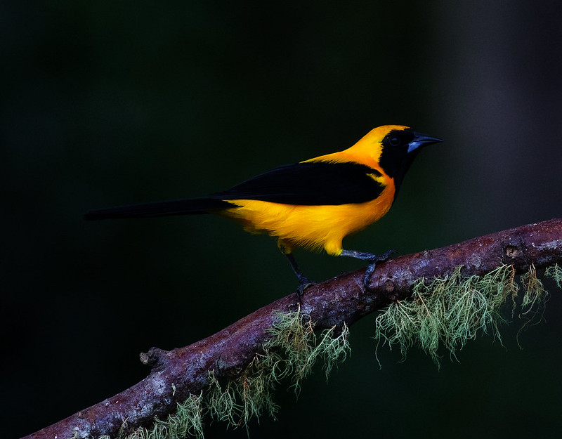 Yellow-backed Oriole Icterus chrysater_Ascanio_Andes W Colombia_DZ3A0119