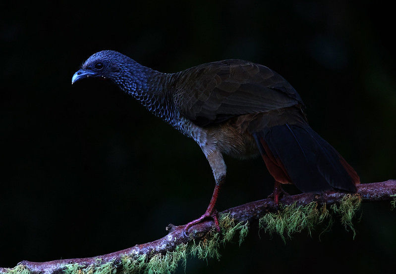 Colombian Chachalaca Ortalis columbiana_Ascanio_W Andes Colombia_DZ3A0094