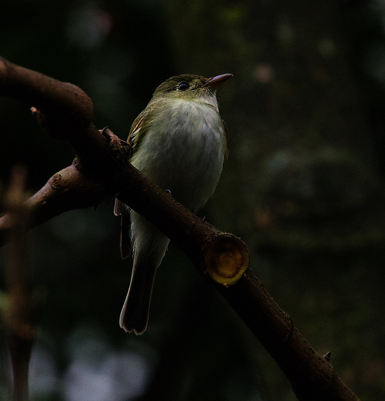 Acadian Flycatcher Empidonax virescens_Ascanio_Andes W Colombia_DZ3A0547