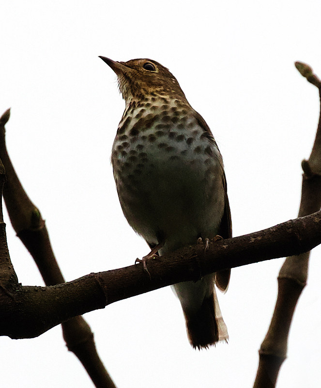 Swainson's Thrush_Catharus ustulatus_Ascanio_Andes W Colombia_DZ3A0563