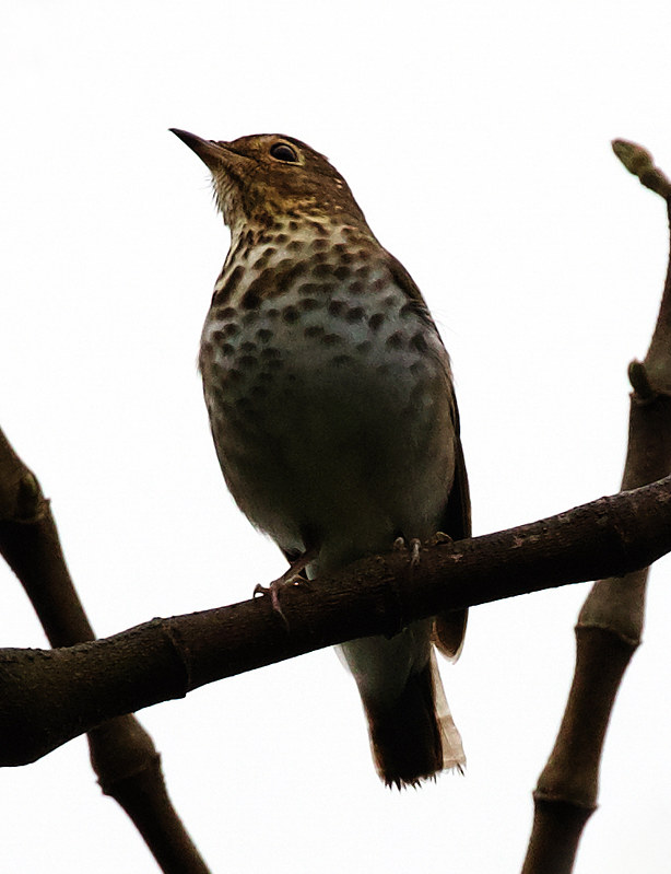 Swainson's Thrush_Catharus ustulatus_Ascanio_Andes W Colombia_DZ3A0562