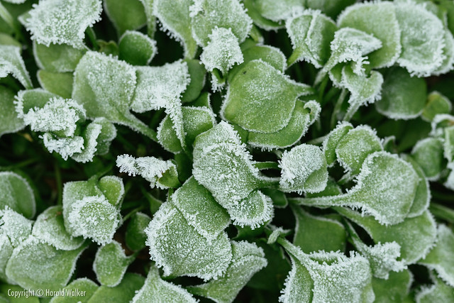 Winter purslane with frost