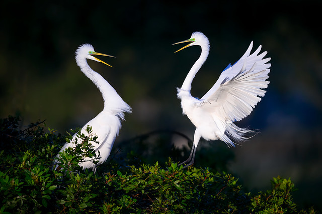 Two breeding Great egrets greeting each other on their nest in the early morning light at the Venice Area Audubon Rookery, Venice, Florida